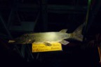 Fisch mit Schild_0401.jpg